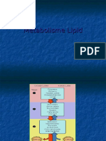 Metabolisme Lipid