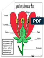 Partes de Una Flor Color