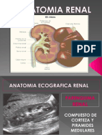 Renal