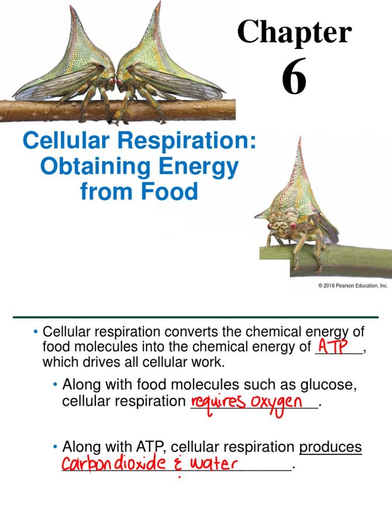 06 Lecture Presentation PDF | PDF | Cellular Respiration | Fermentation