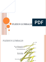 Plexus Lumbalis