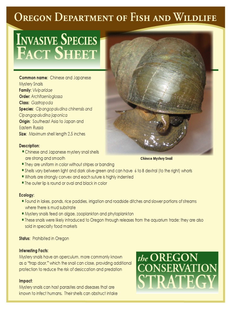 Chinese Mystery Snail Fact Sheet Conservation Ecosystem