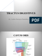 Tractus Digestivus