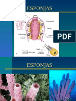 Poriferos y Cnidarios