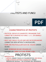 protist and fungi