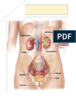 Urinary System Pictures Ss