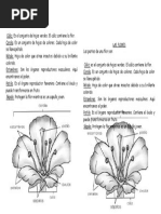 LAS FLORES Guia Partes