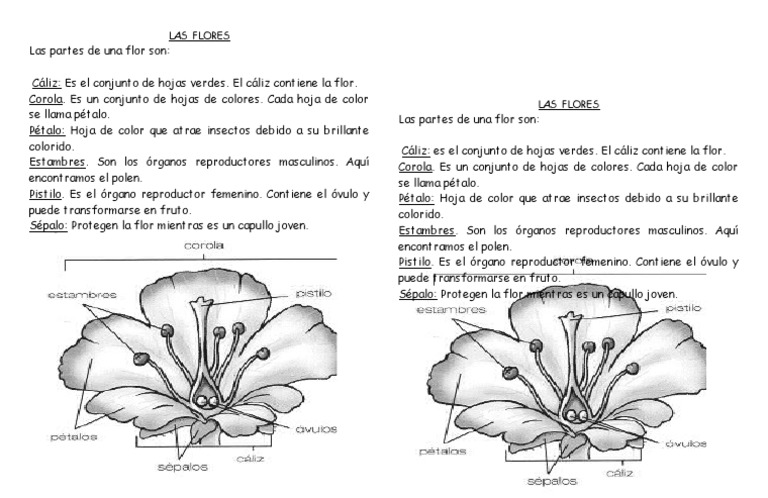 Partes y Funciones de las Flores | PDF | Artes del Lenguaje y ...