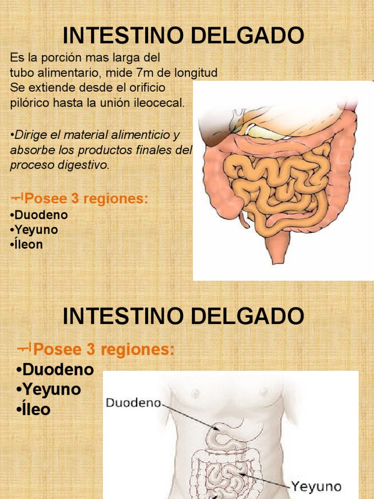 INTESTINO DELGADO.pptx Intestino delgado Fisiologia Animal