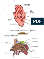 5 sentidos.docx