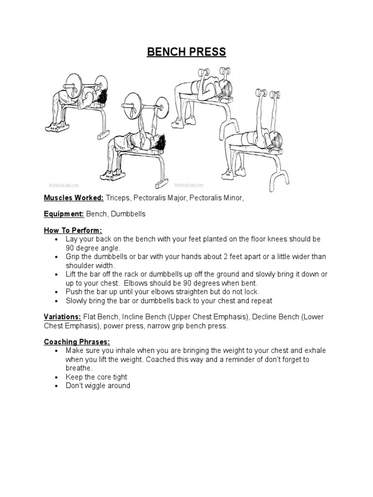 Bench Press for Pectoral Strength | PDF | Wellness