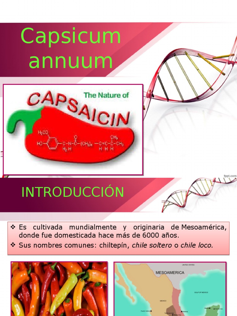 CAPSICUM ANNUUM.ppt Solvent Capsicum