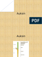 Auksin.pptx