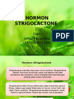 Hormon Strigolactone