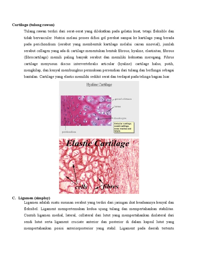 Tulang Rawan Pada Orang Dewasa Dibentuk Oleh Seputar Bentuk