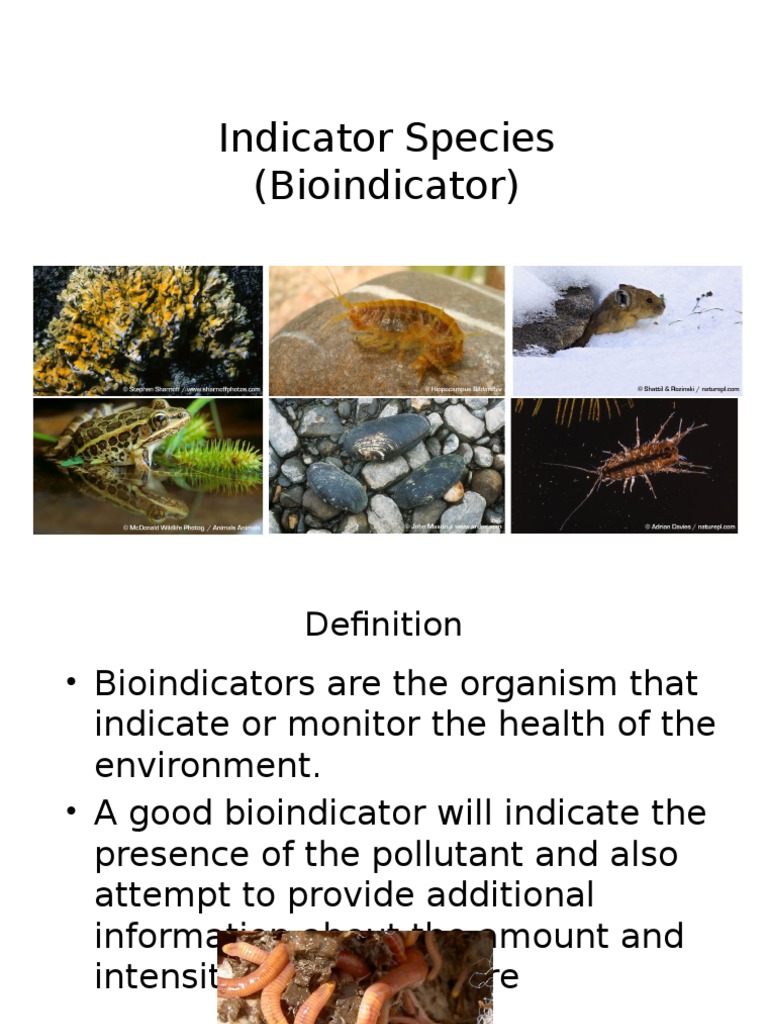 Week 4 Bioindikator | PDF | Water Pollution | Biogeochemistry