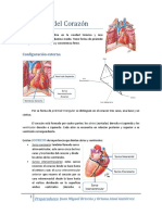 Anatomia Del Corazon