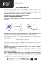 Ficha Informativa_Sistema Nervoso