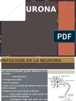 FISIOLOGÍA NEUROLOGICA (1).pptx