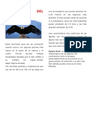 Descripción Del Águila Real | PDF