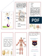 Articulaciones TRIPTICO