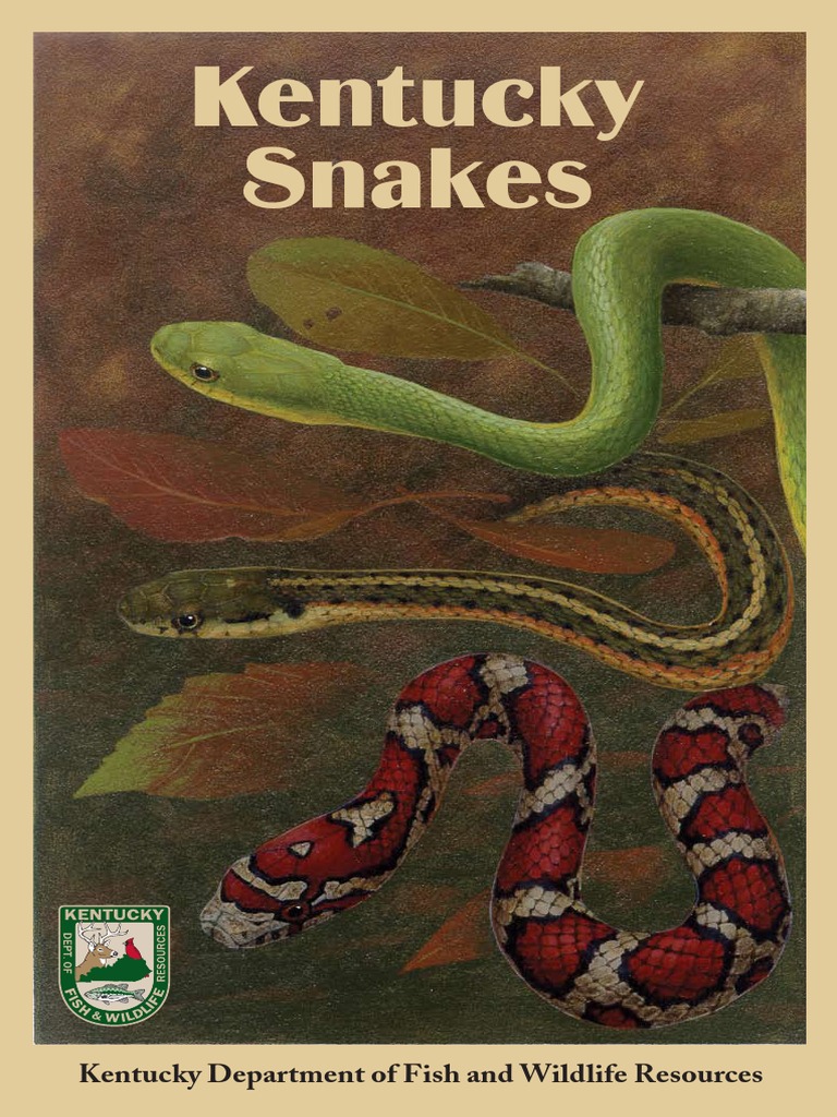 Kentucky Snakes | PDF | Rattlesnake | Snake