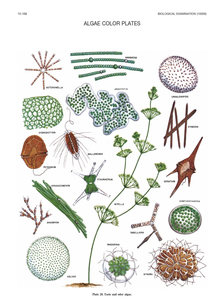 Algae Color Plates | PDF | Biogeochemistry | Symbiosis