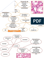 Lesiones celulares y esteatosis hepática