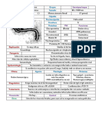 Filovirus: Características y enfermedades causadas