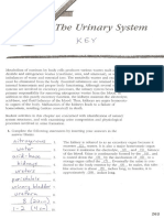 KEY - Urinary System Test Review - 2013