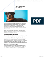 Canine Distemper – Signs, Treatment and Prevention – Banfield Pet Hospital