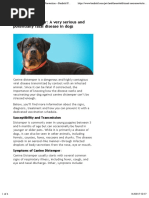 Canine Distemper – Signs, Treatment and Prevention – Banfield Pet Hospital