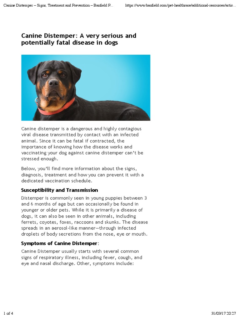 Canine Distemper Signs, Treatment and Prevention Banfield Pet