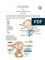 CLASE 3 Anatomia