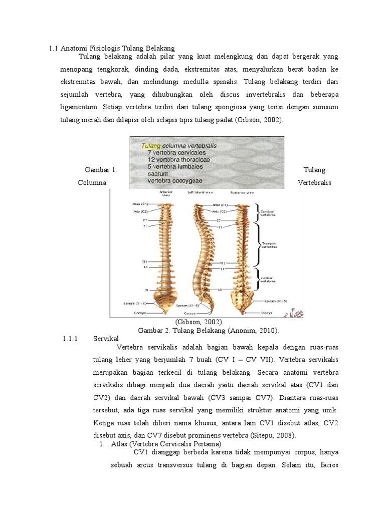 Anatomi Fisiologis Tulang Belakang.doc
