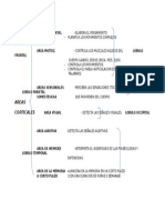 ArEas CorTicaleS