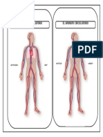 PRACTICA BIOLOGIA 4° APARATO CIRCULATORIO III