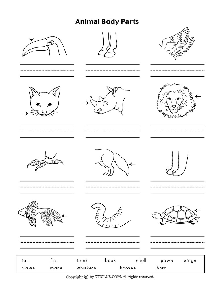 Animal Body Parts: Tail Fin Trunk Beak Shell Paws Wings Claws Mane ...