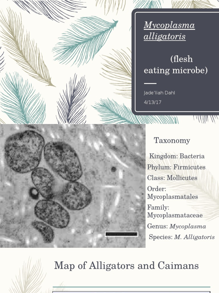 Mycoplasma Alligatoris PDF