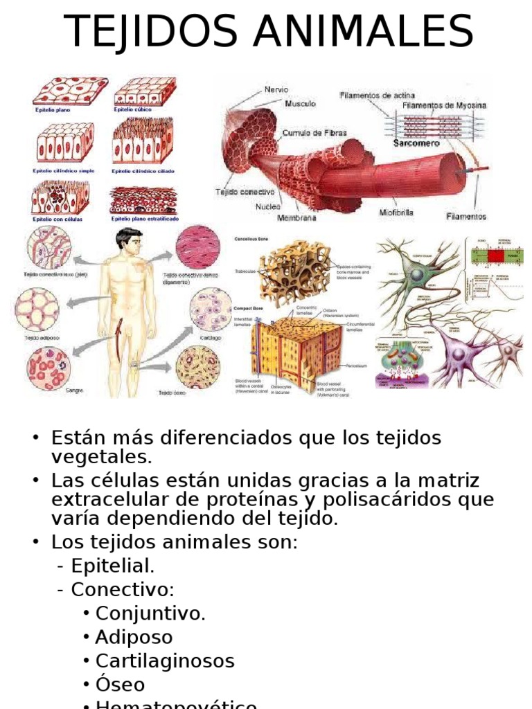 tejido animal.ppt Mielina Hueso