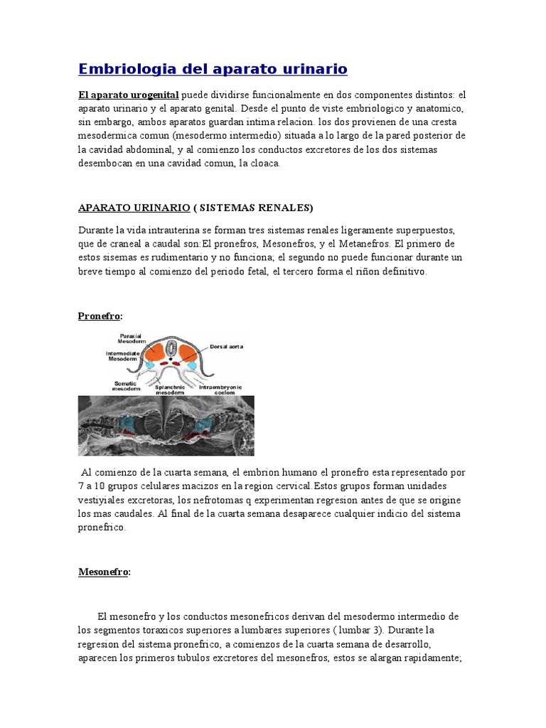 Embriologia Humana Pdf