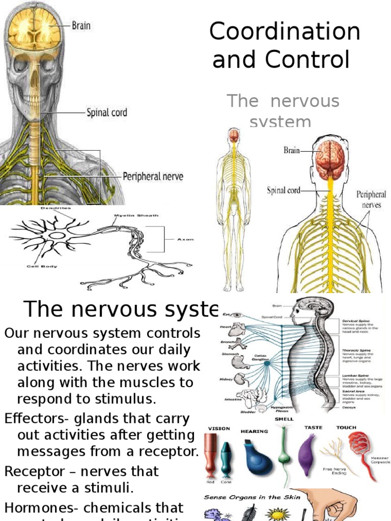 Human Body Coordination System | PDF | Nervous System | Neuron