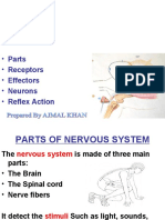 Nervous System.... AJMAL KHAN