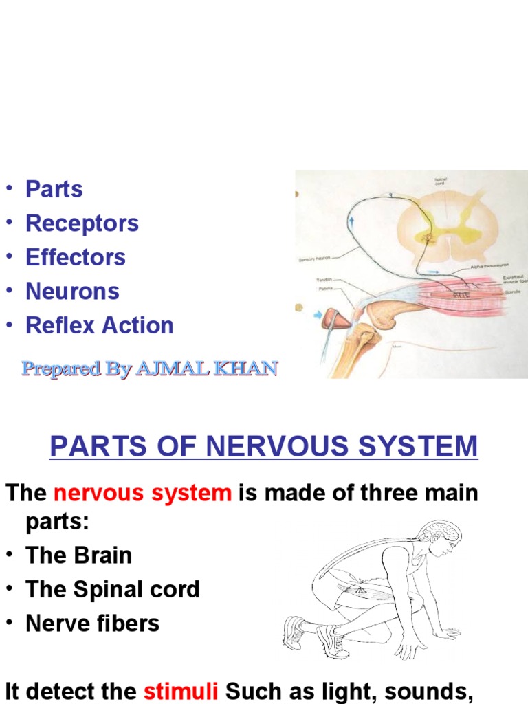 Understanding the Nervous System Components | PDF | Neuron | Stimulus ...