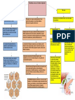 Organos accesorios al sistema digestivo