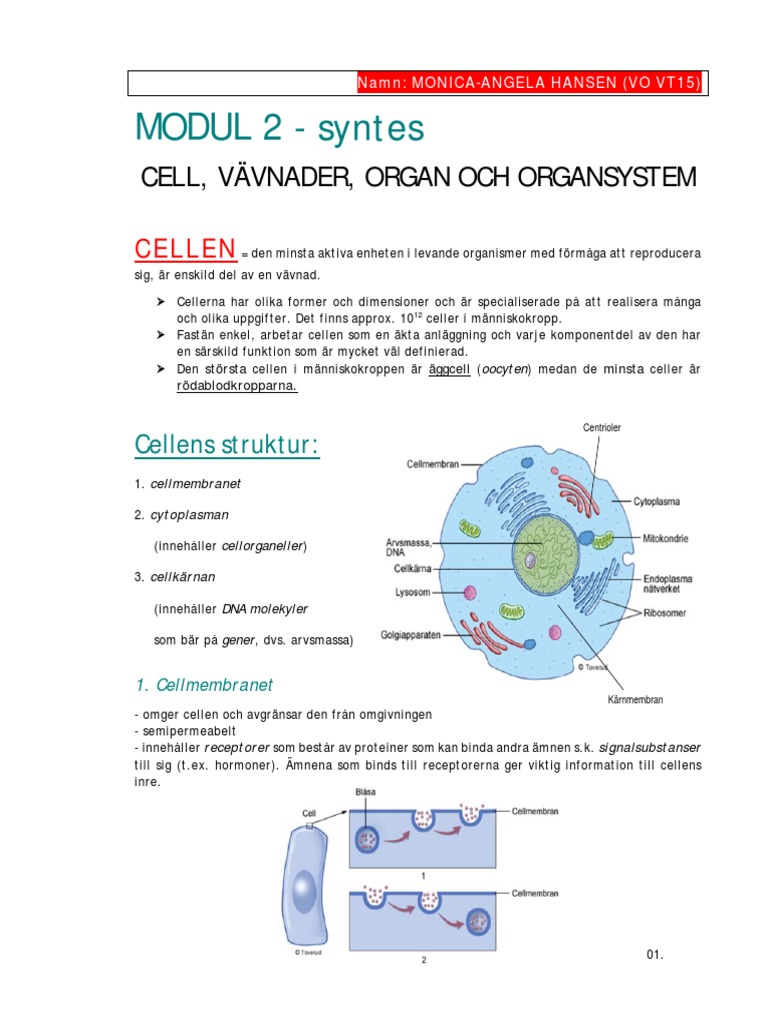 Celler Vävnader Organ Och Organsystem