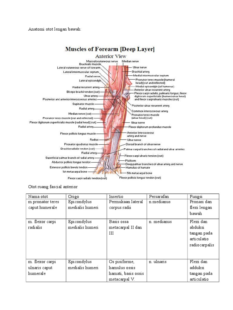 36+ Nama Anatomi Lengan Bawah
