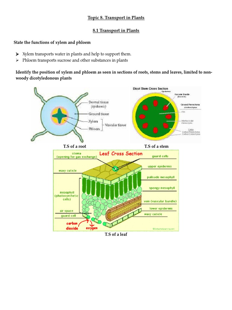 Xylem and Phloem Functions in Plants | PDF | Root | Stoma
