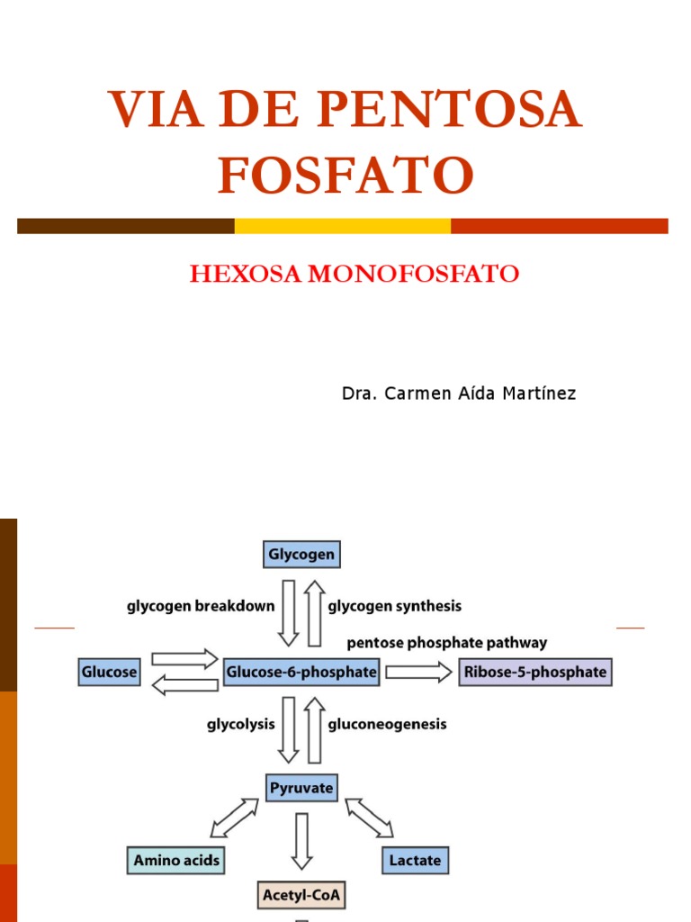 Vía de las Pentosas | Nicotinamida adenina dinucleótido fosfato ...
