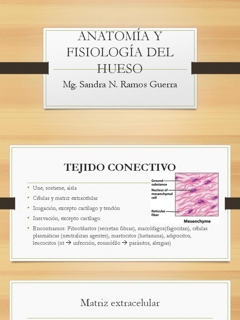 Anatomía Y Fisiología Del Hueso Pdf Pdf Hueso Tejido Biología